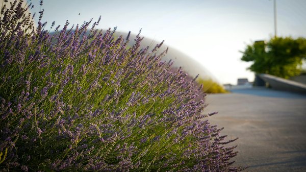 Maximizing blueberry success: thriving in the uk's acidic soil for optimal growth
